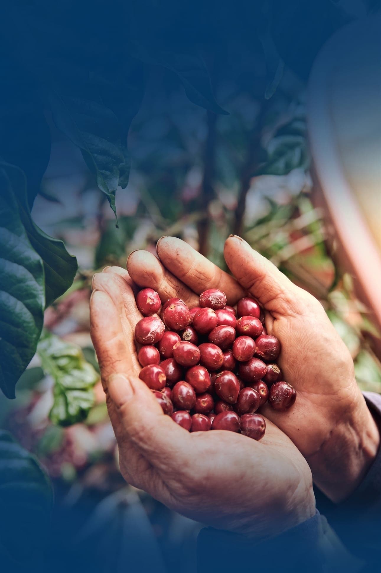 Hands cupping freshly picked red coffee cherries among coffee leaves, with roasted beans pouring into a roaster.