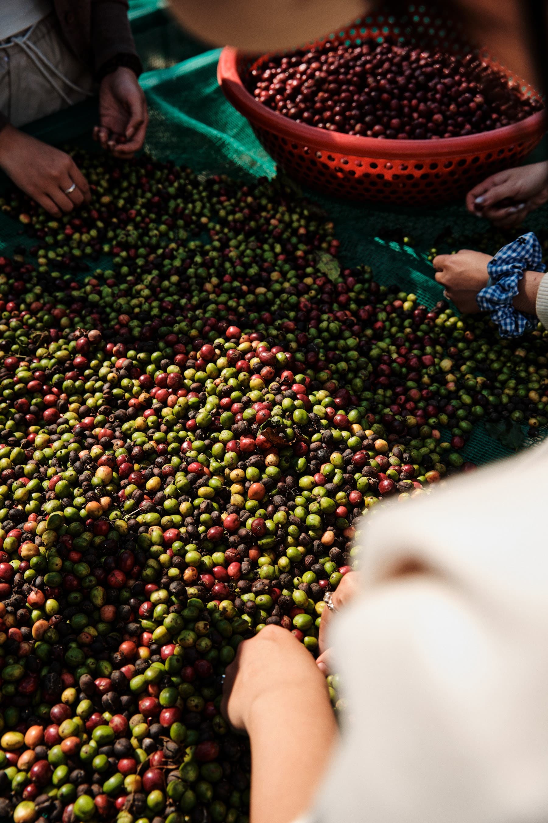Artisan coffee beans being prepared for roasting