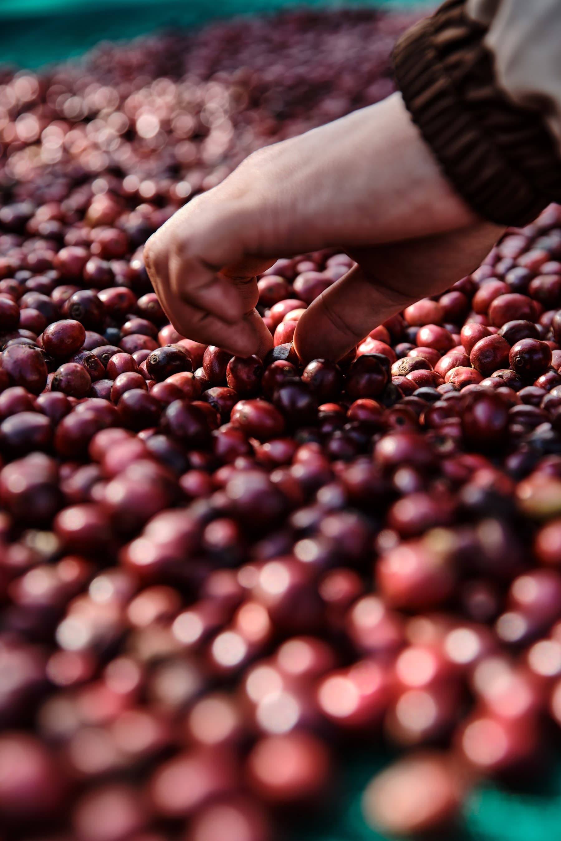 A hand selecting ripe red coffee cherries